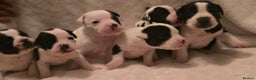 Mixed Breed dogs for sale: Olde english × staffie pups  - Advert 27