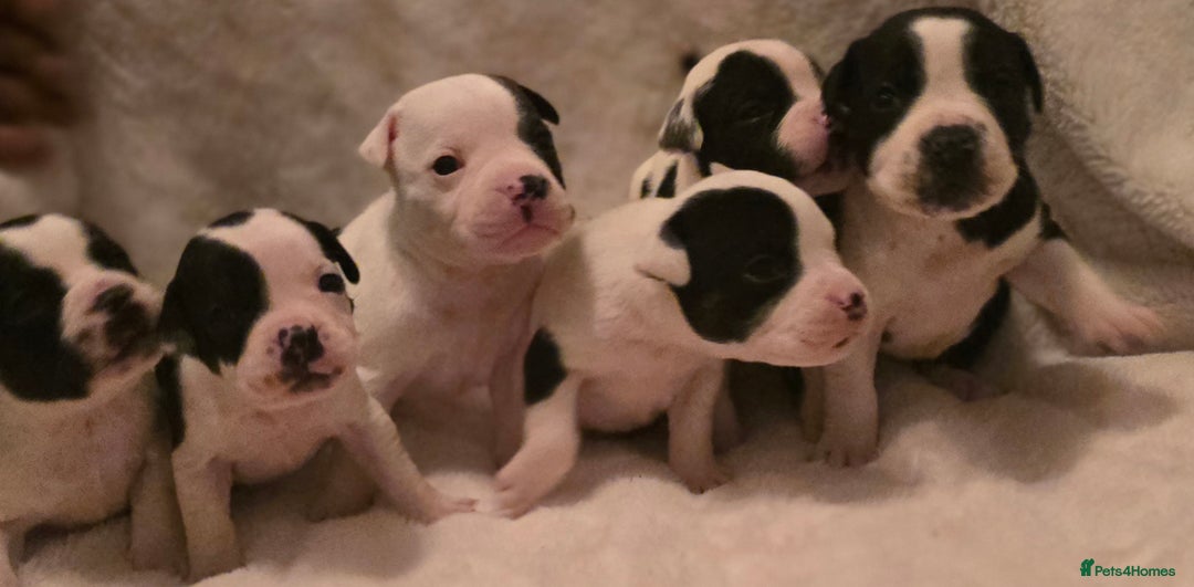 Mixed Breed dogs for sale: Olde english × staffie pups  - Advert 27