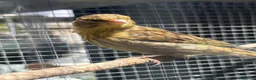 Canaries birds for sale: Fife Canaries - all born this year  - Advert 14