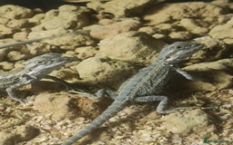 Bearded Dragon reptiles for sale: Baby bearded dragons £50 - Image 4