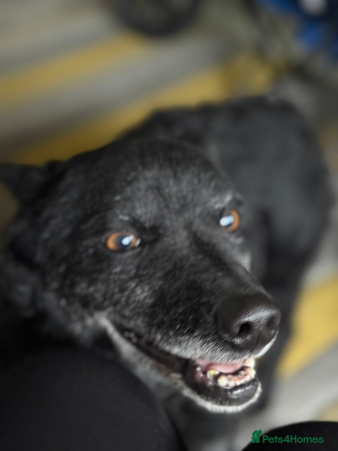 Mixed Breed dogs for adoption: Sweet Romeo Looking for LOVE - Advert 9