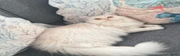 Persian cats for sale: Shaded Cameo Persian Kitten - Advert 6