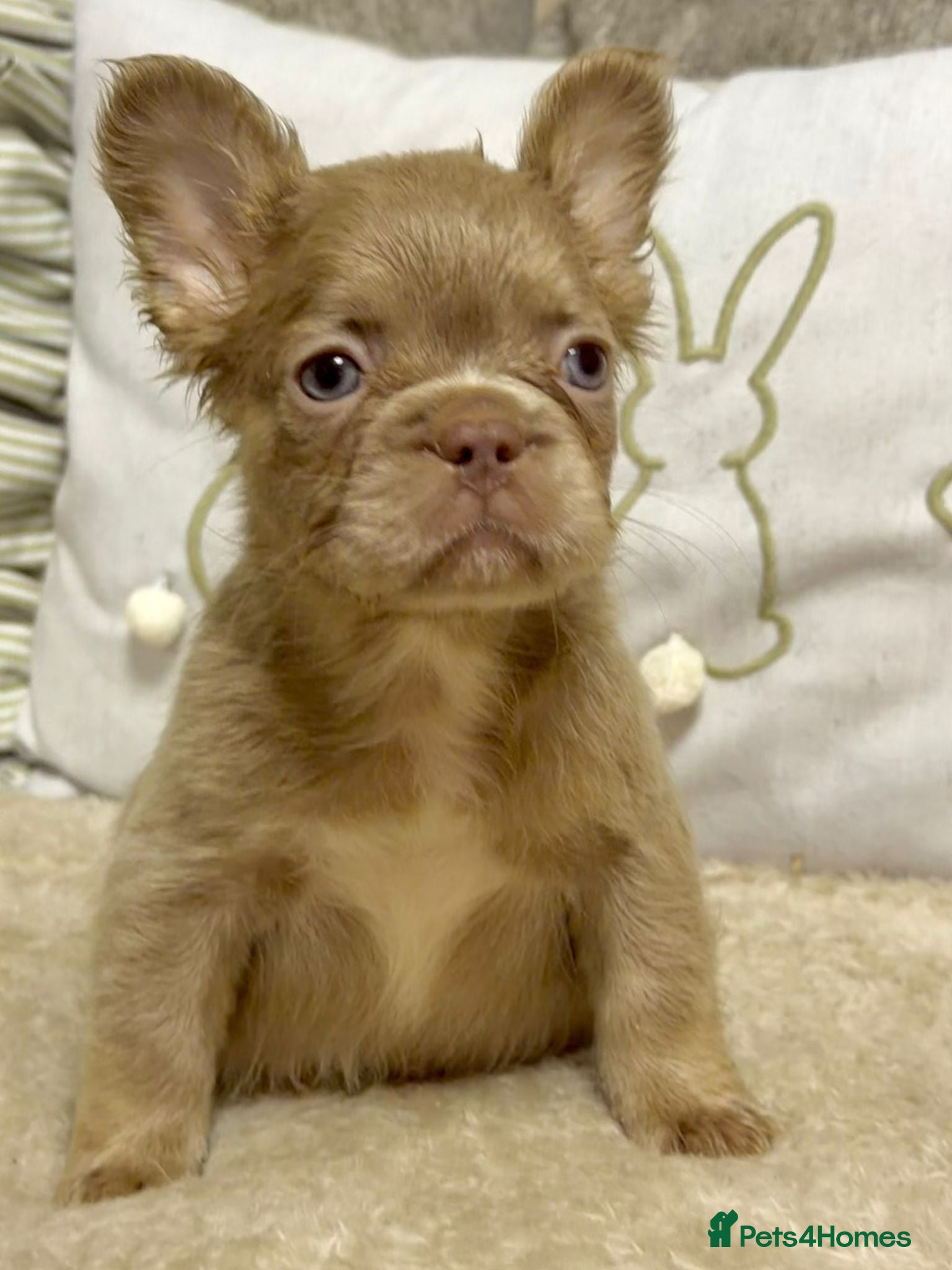 French Bulldog dogs Kc registered fluffy French bulldogs  - Advert 5