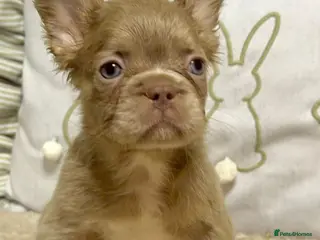 French Bulldog dogs Kc registered fluffy French bulldogs - Advert 5