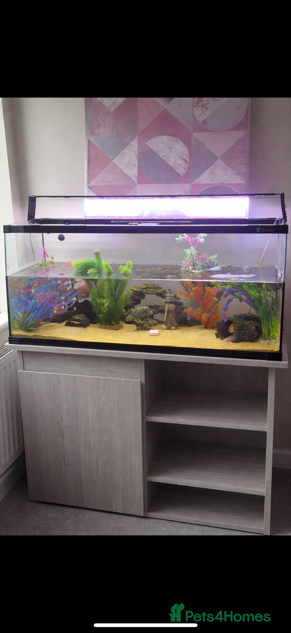 Axolotl reptiles Female axolotl with tank and stand  - Advert 1