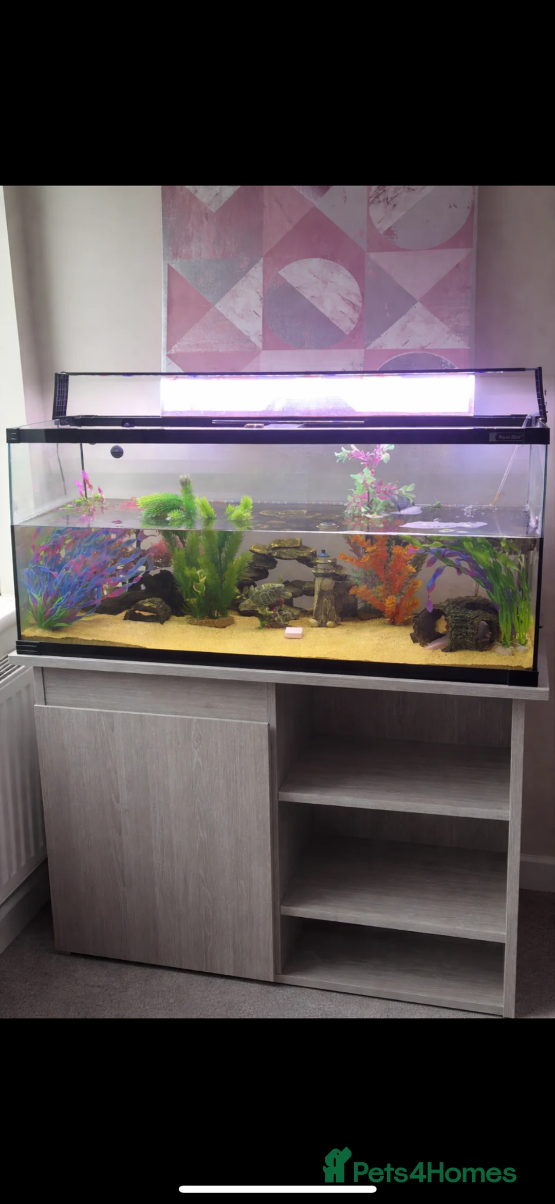 Axolotl reptiles for sale: Female axolotl with tank and stand  - Advert 1