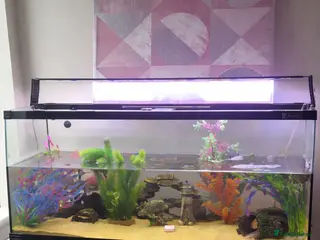 Axolotl reptiles Female axolotl with tank and stand - Advert 1