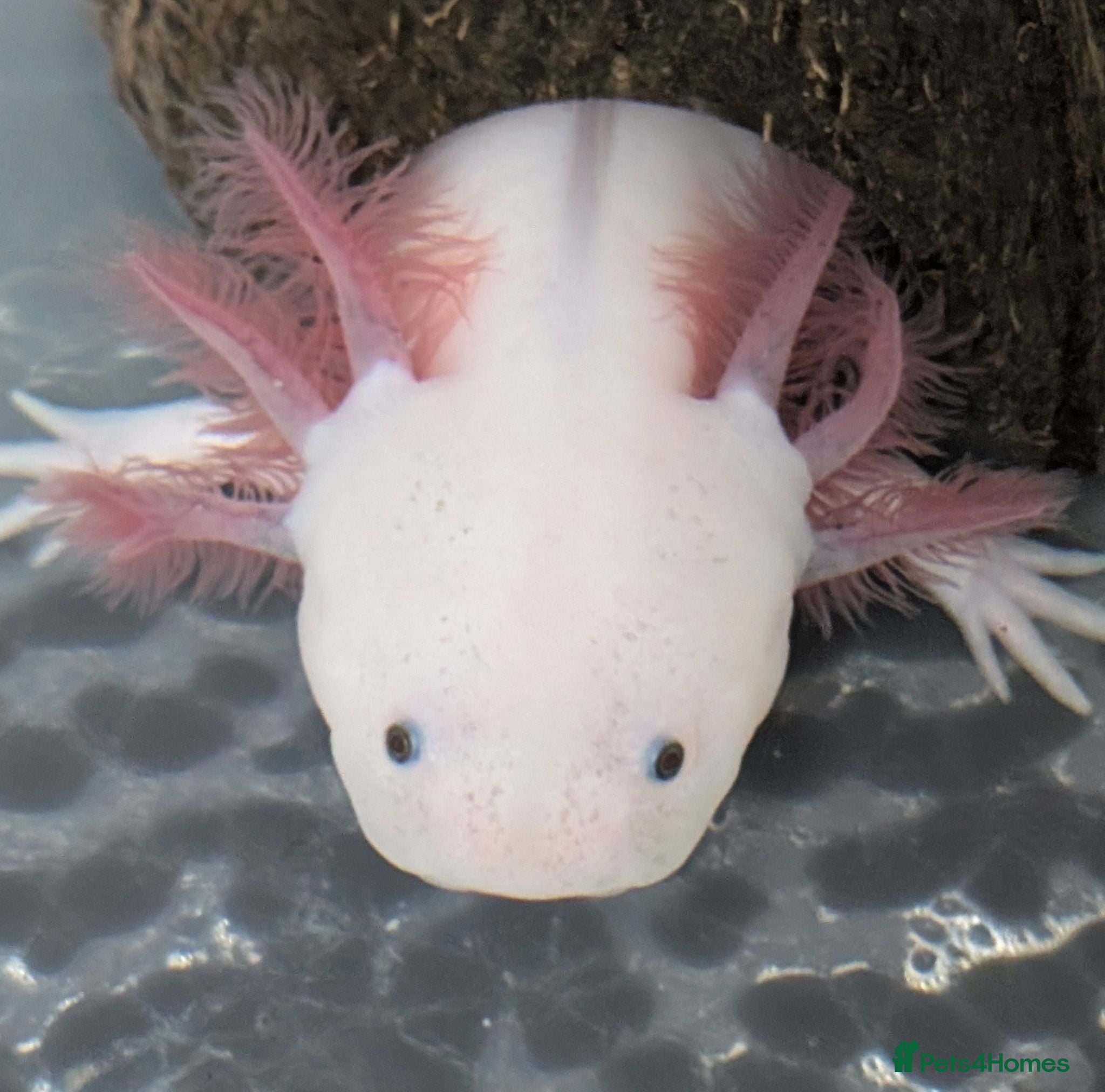 Axolotl reptiles Junior Axolotls - LIMITED AVAILABILITY -READY NOW! - Advert 1