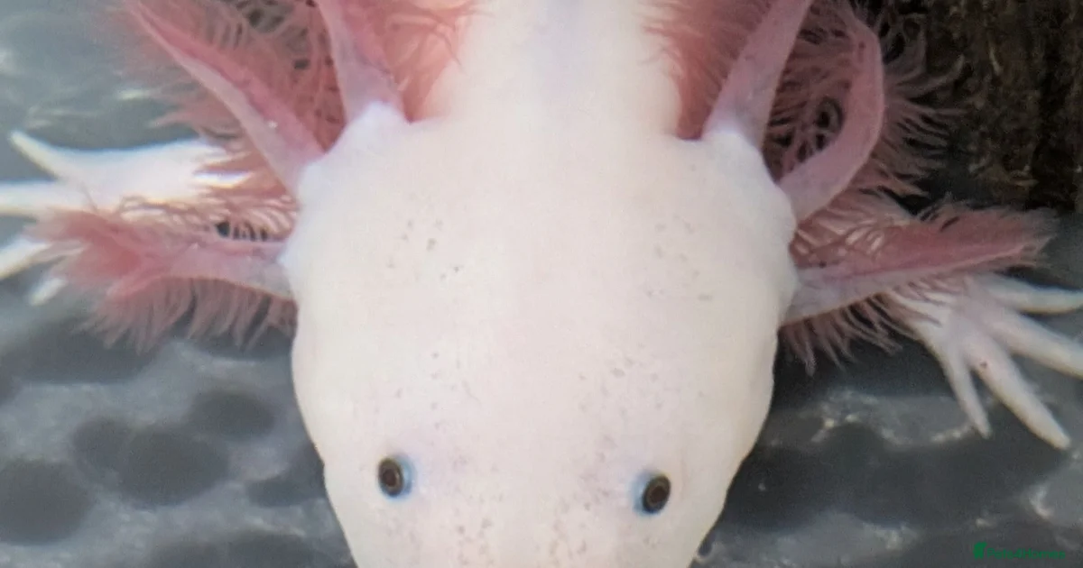 Axolotl Reptiles For Sale In Hemel Hempstead Hertfordshire Pets4Homes axolotl-reptiles-for-sale-in-hemel-hempstead-hertfordshire-pets4homes