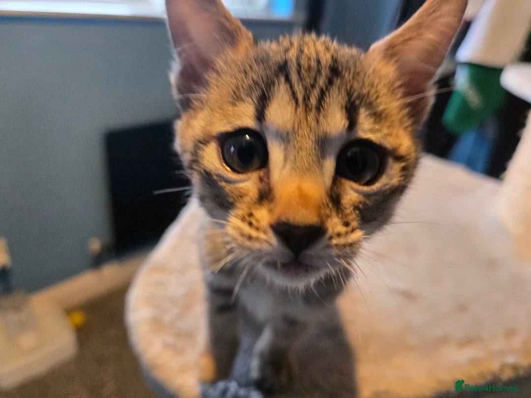 Savannah cats for sale: Gorgeous wee Savannah female (SBT) - Image 5