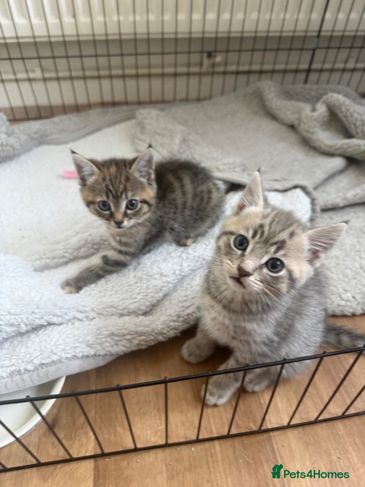 Mixed Breed cats 2 kittens for sale 🩵🩷 - Advert 1