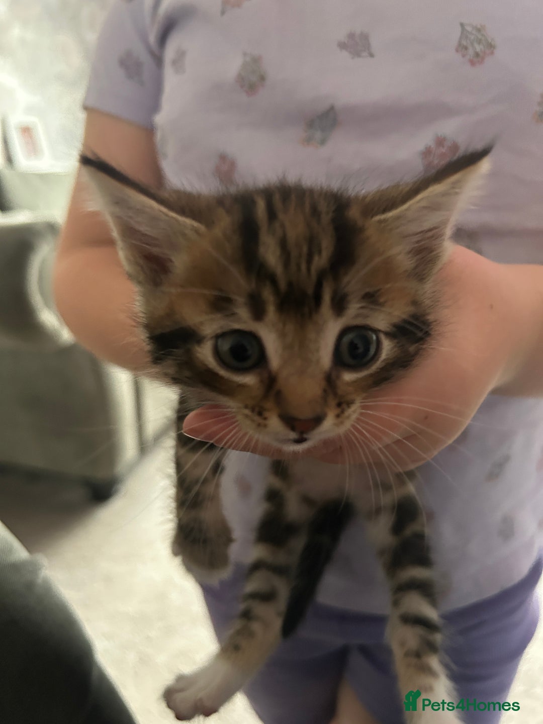 Domestic Shorthair cats for sale: Kittens for Sale - Image 5