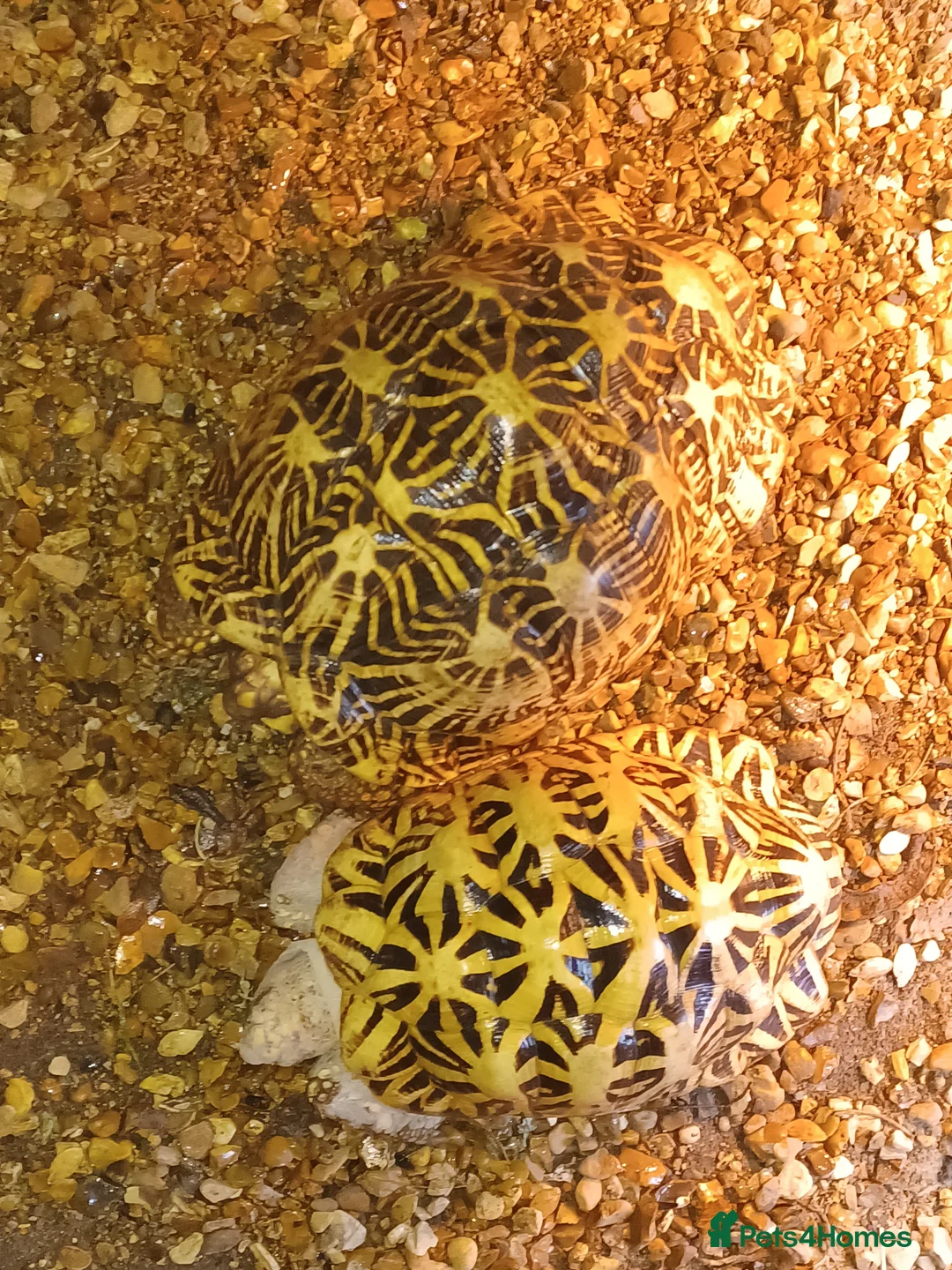 Tortoise reptiles for sale: ADULT PAIR OF INDIAN STAR TORTOISES UNRELATED  - Advert 9