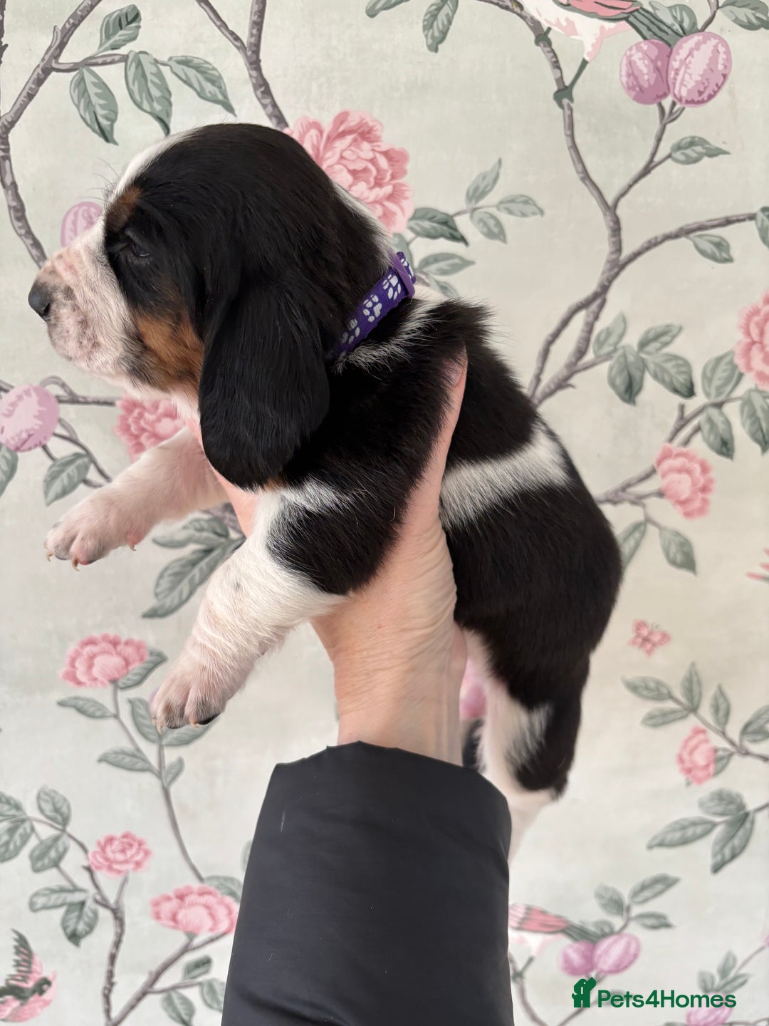 Basset Hound dogs for sale: Bassett hound puppies  - Advert 8