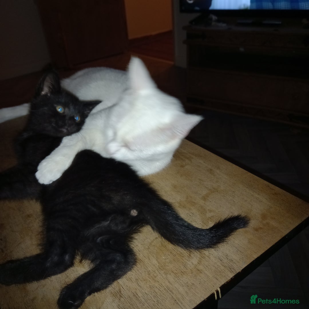 Mixed Breed cats for sale: 1 Black male - Image 3