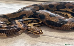 Python Snake reptiles for sale: Royal Pythons stunning morphs  - Image 11