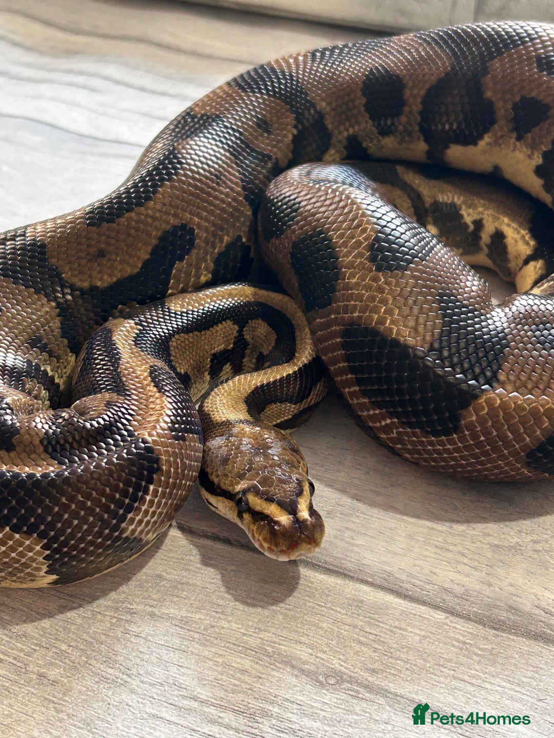 Python Snake reptiles for sale: Royal Pythons stunning morphs  - Image 11