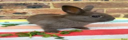 Netherland Dwarf rabbits for sale: Sweet chocolate & Blue Netherland Dwarf bunnies - Advert 2