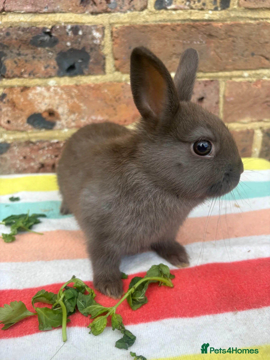 Netherland Dwarf rabbits for sale: Sweet chocolate & Blue Netherland Dwarf bunnies - Advert 2
