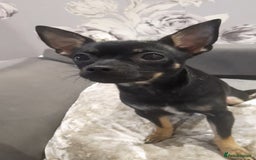 Chihuahua dogs for sale: Two male chihuahuas pups  - Image 2