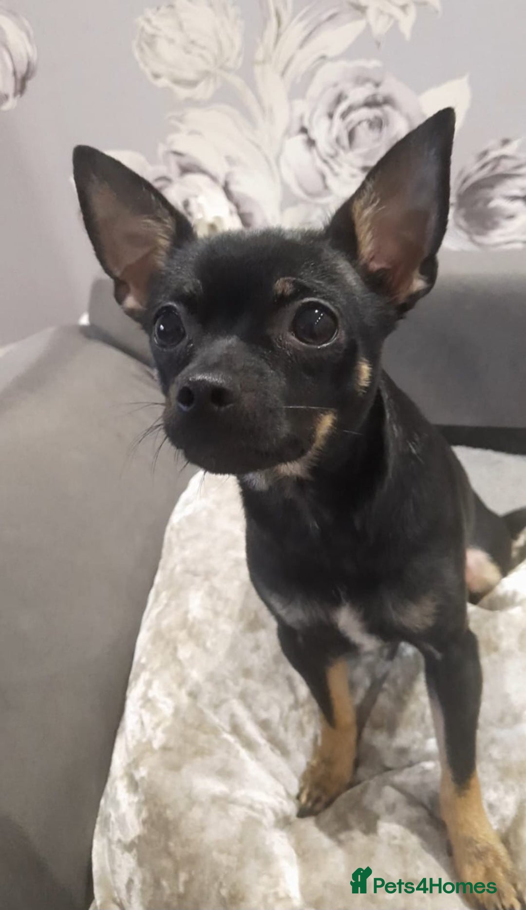 Chihuahua dogs for sale: Two male chihuahuas pups  - Image 2