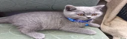 British Shorthair cats for sale: Ready to go. Gccf registered blue BSH kittens - Advert 18