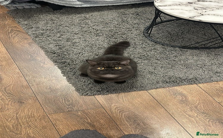 British Shorthair cats - Advert 5