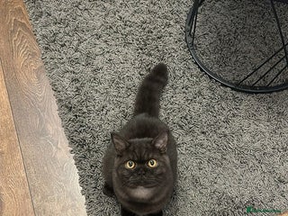 British Shorthair cats - Advert 7