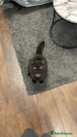 British Shorthair cats - Advert 5