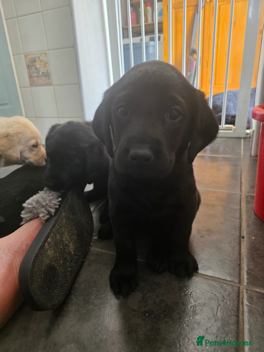 Labrador Retriever dogs for sale: Labrador puppies looking for their forever home - Advert 2