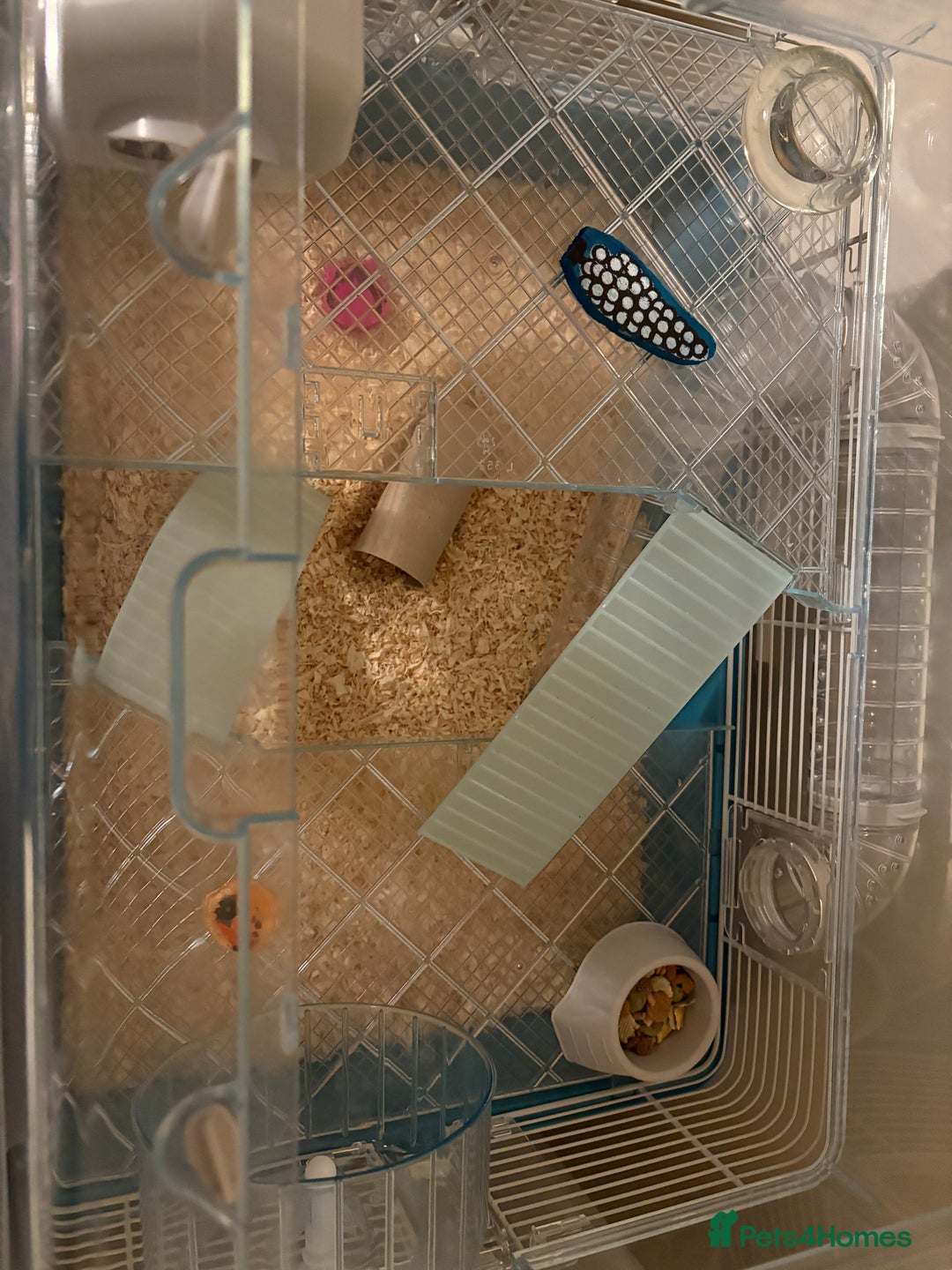 Hamster rodents for sale: Male Russian Dwarf Hamster - Image 4