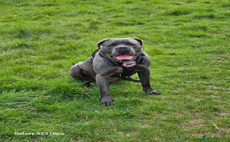 Cane Corso dogs in Stevenage - Advert 4