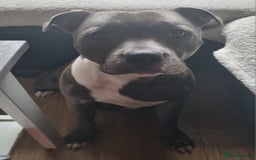 Staffordshire Bull Terrier dogs for sale: Staffordshire Bull Terrier Puppies- Ready Soon! - Image 14