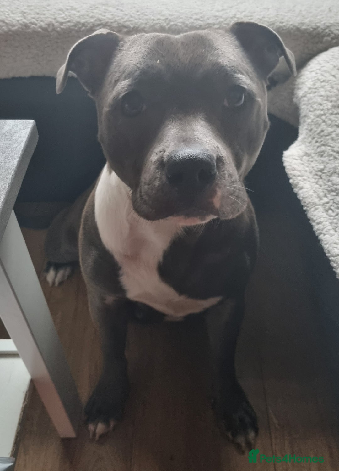 Staffordshire Bull Terrier dogs for sale: Staffordshire Bull Terrier Puppies- Ready Soon! - Image 14