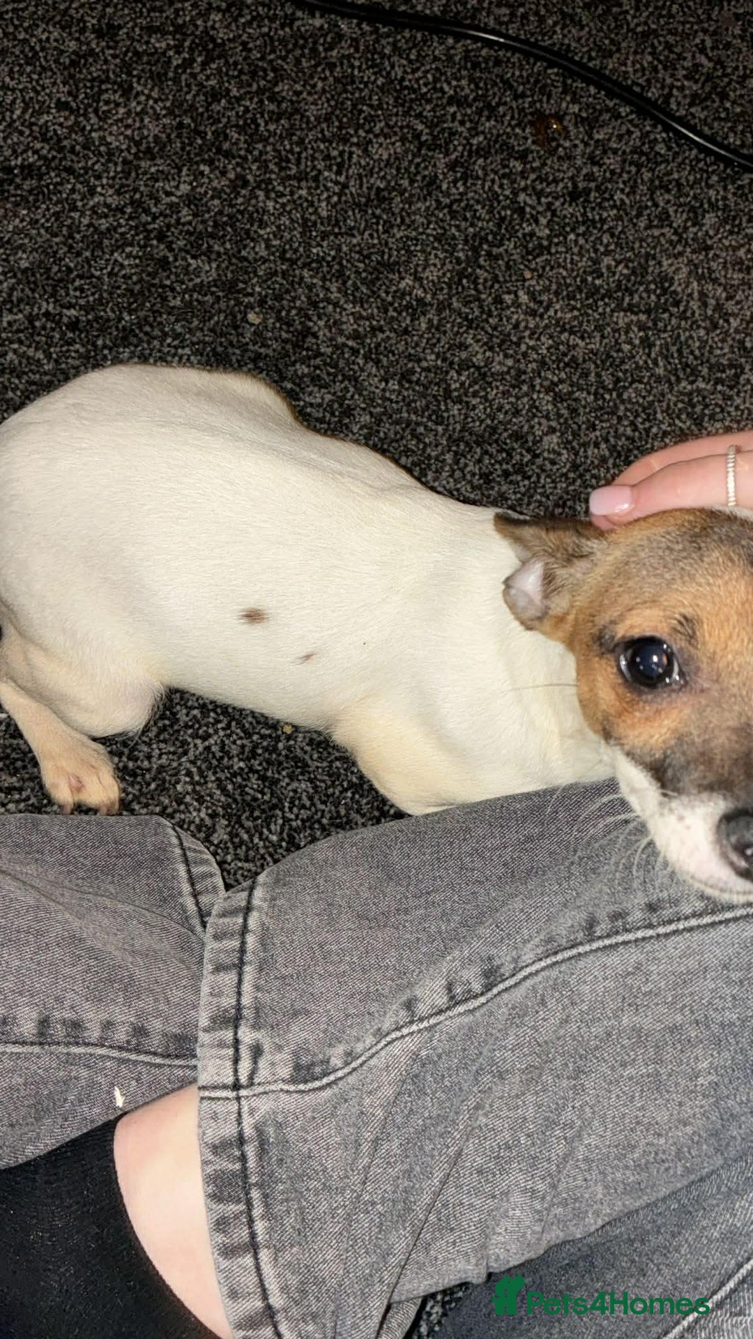 Mixed Breed dogs for sale: 1/2 chihuahua 1/2 jack Russel pup - Advert 4