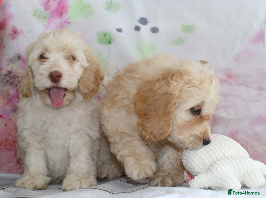 Cockapoo dogs for sale: Most Beautiful Cockerpoo s - Image 10