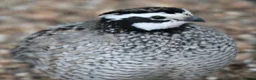 Quail poultry for sale: Bob White Quail Birds for Sale - Advert 2