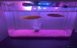 Goldfish fish for sale: Two golfish - Image 1