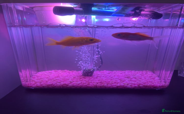 Goldfish fish - Advert 2