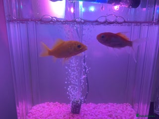 Goldfish fish - Advert 10