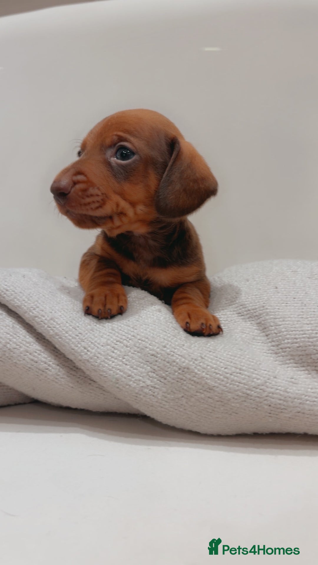 Dachshund dogs for sale: Sausage dog puppies  - Advert 3