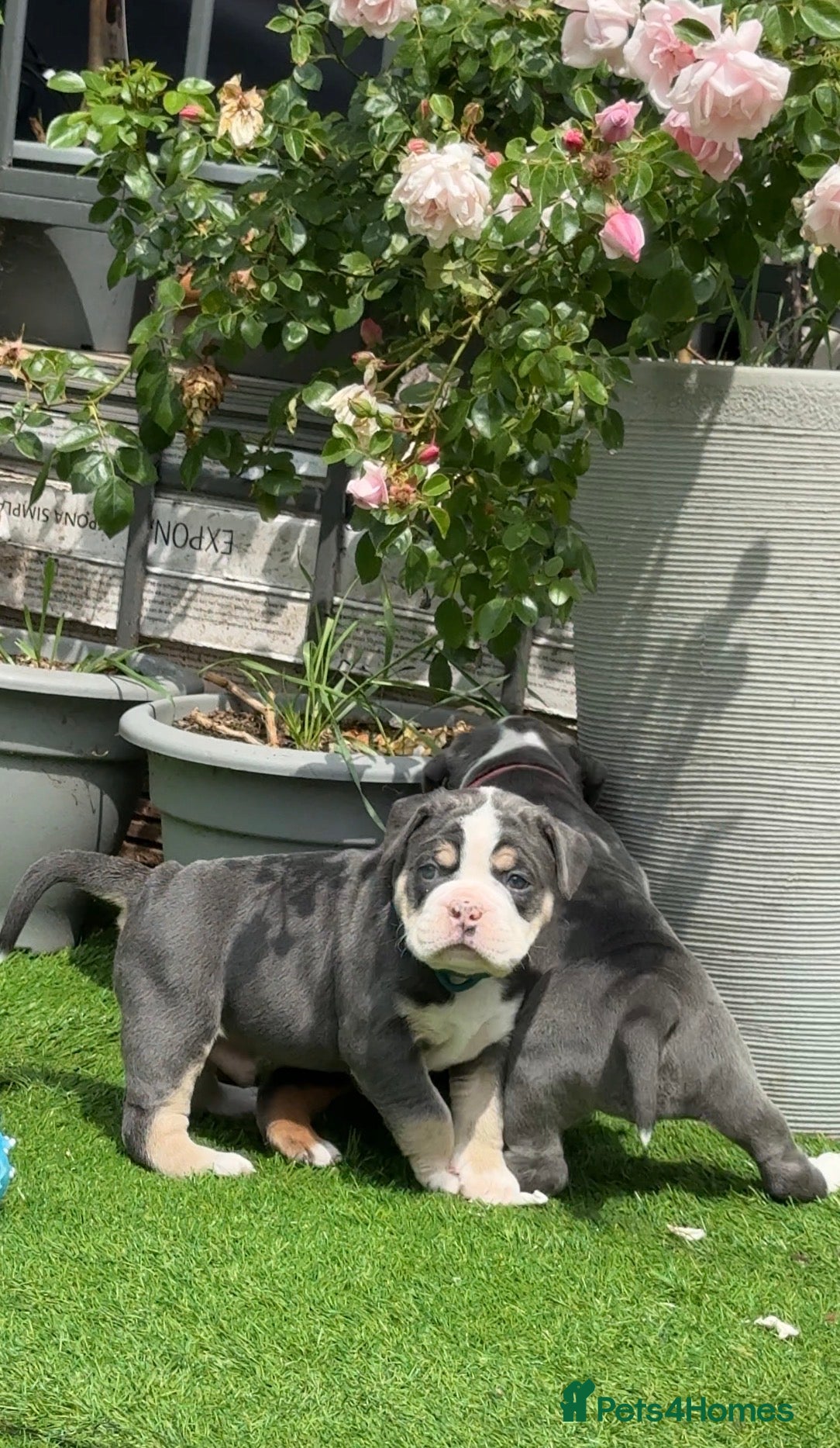 Olde English Bulldogge dogs 🔥🔥Champion bloodline Olde English Buldogs🔥🔥 - Advert 2
