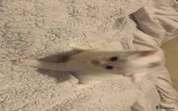 Mixed Breed cats for sale: beautiful kittens for sale  - Image 3