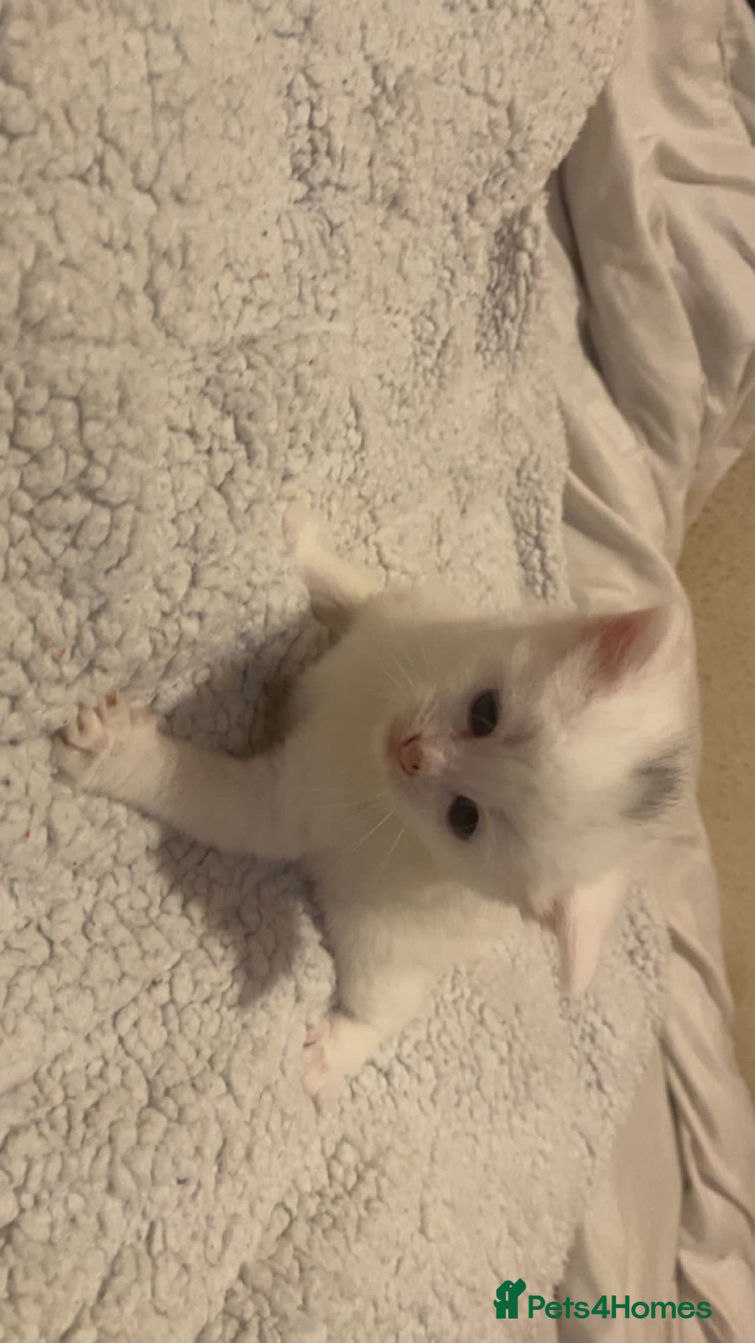 Mixed Breed cats for sale: beautiful kittens for sale  - Image 3