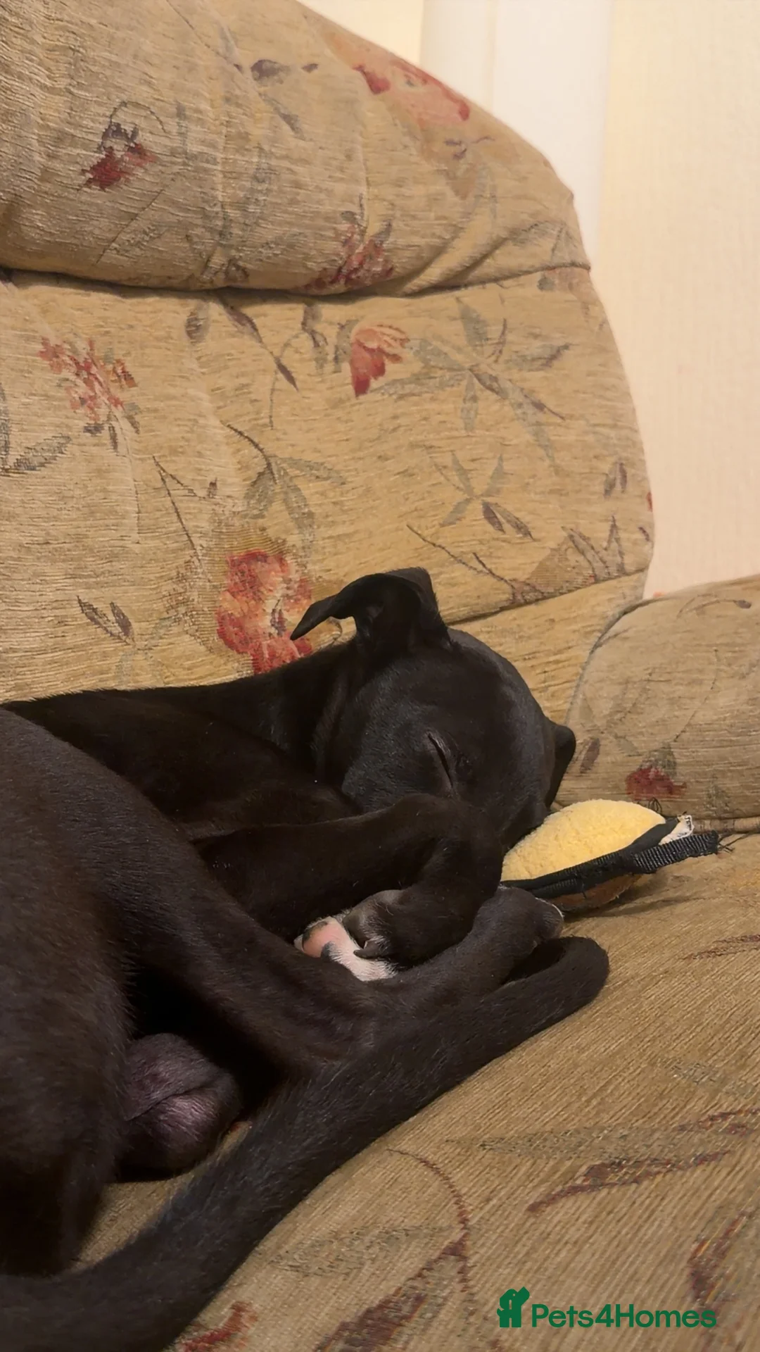 Lurcher dogs for sale: Lurcher Puppy - Advert 3