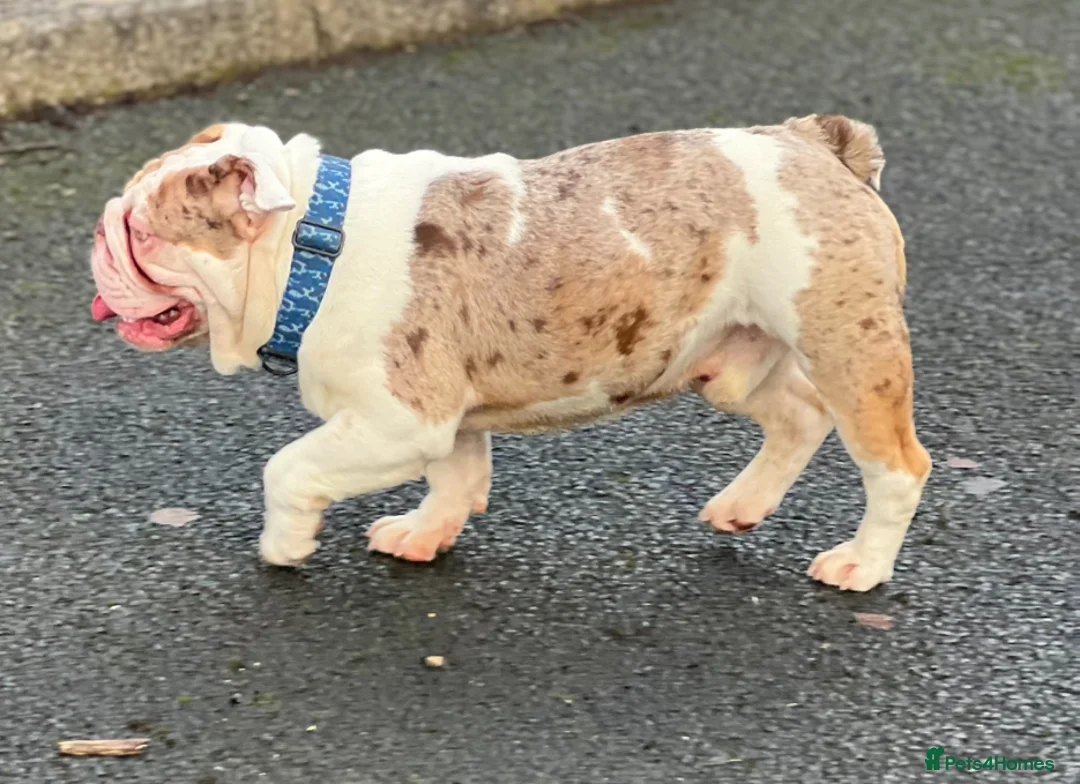 English Bulldog dogs for stud: English bulldog Stud  - Advert 5