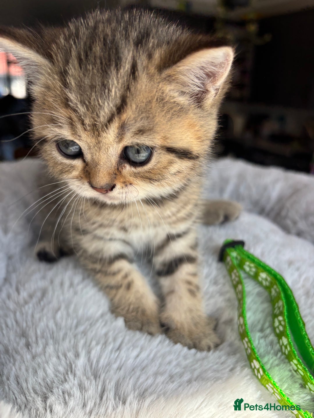 British Shorthair cats for sale: 💎Rare BSH Kittens💎Pedigree Champion Blood Line💎 - Image 32