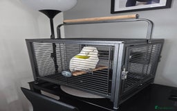Cockatoo birds for sale: Female umbrella cockatoo  - Image 5