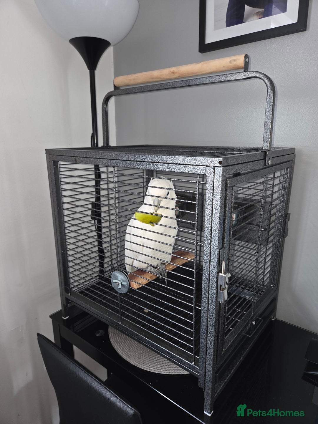 Cockatoo birds for sale: Female umbrella cockatoo  - Image 5