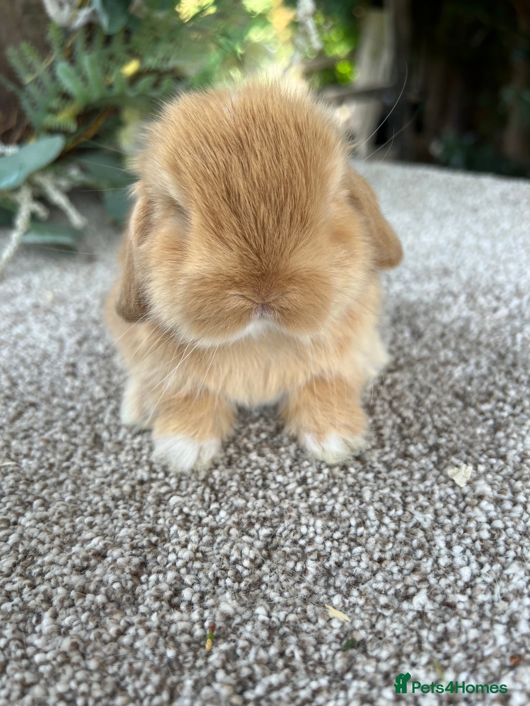Mini Lop rabbits for sale: Hobby breeder of mini lops bunnies  in Loughborough - Image 25